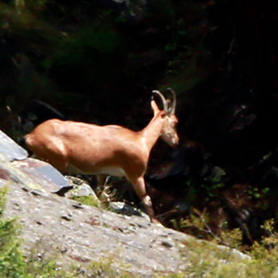 Nationalpark Tuschetien