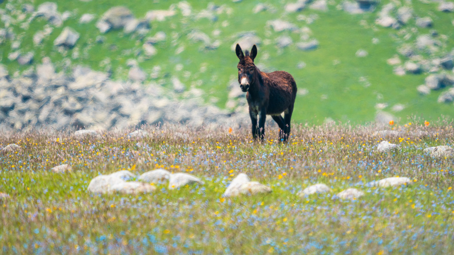 Esel von Shermazana, Georgia