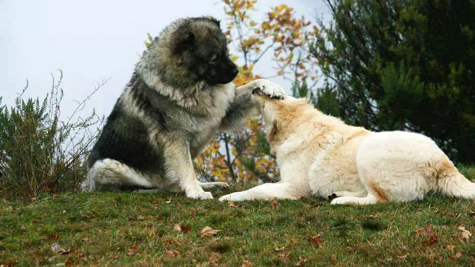 Svanetian dogs