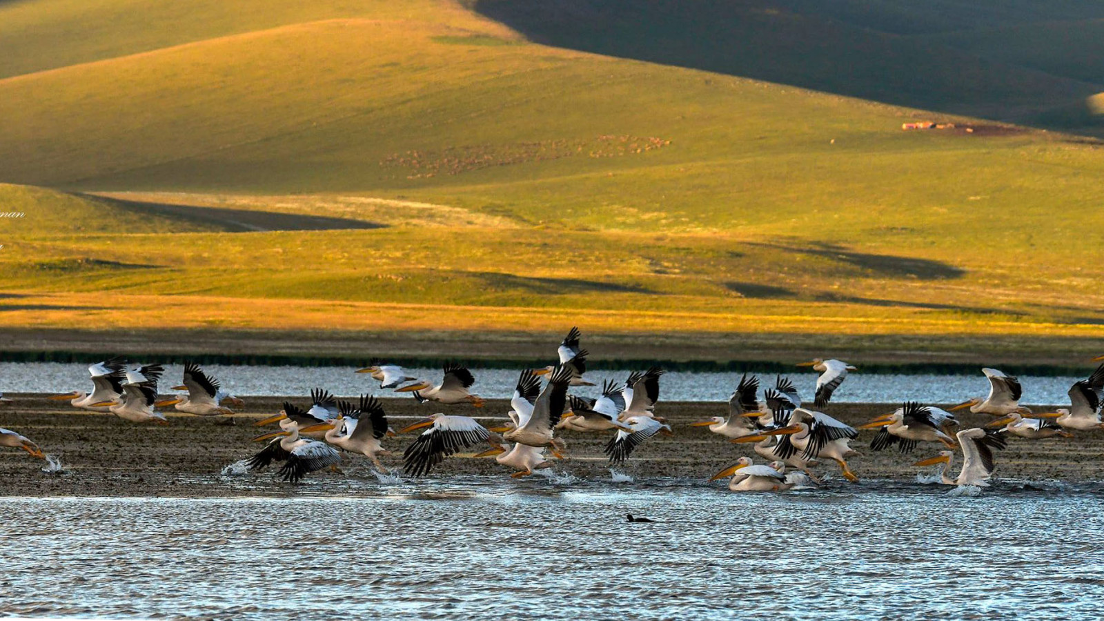 Pelicans, Javakheti, Georgia by Tolordava