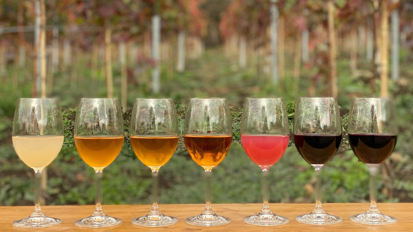 Vellino wines, vintage 2020, Georgia
