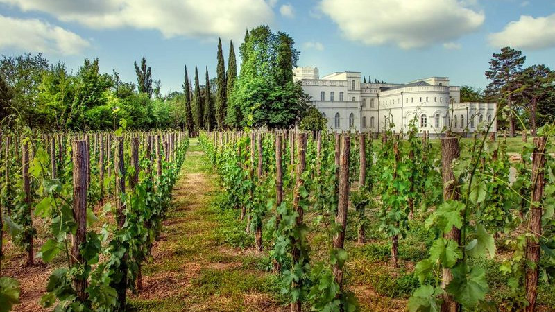 Chateau Mukhrani Vineyard