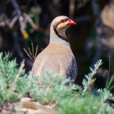 Chachuna Managed Reserve