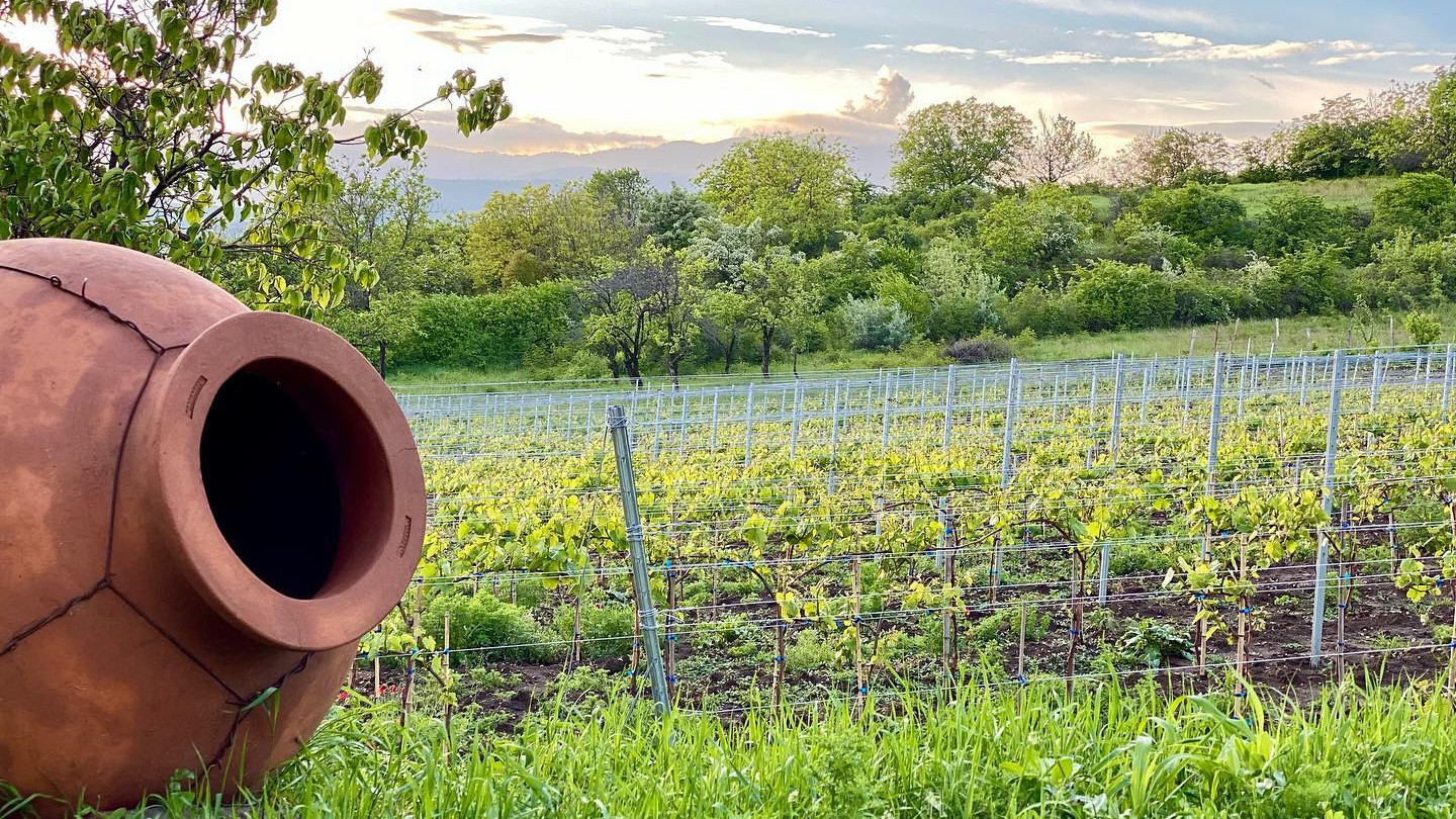 Vellino vineyard, Kakheti, Georgia