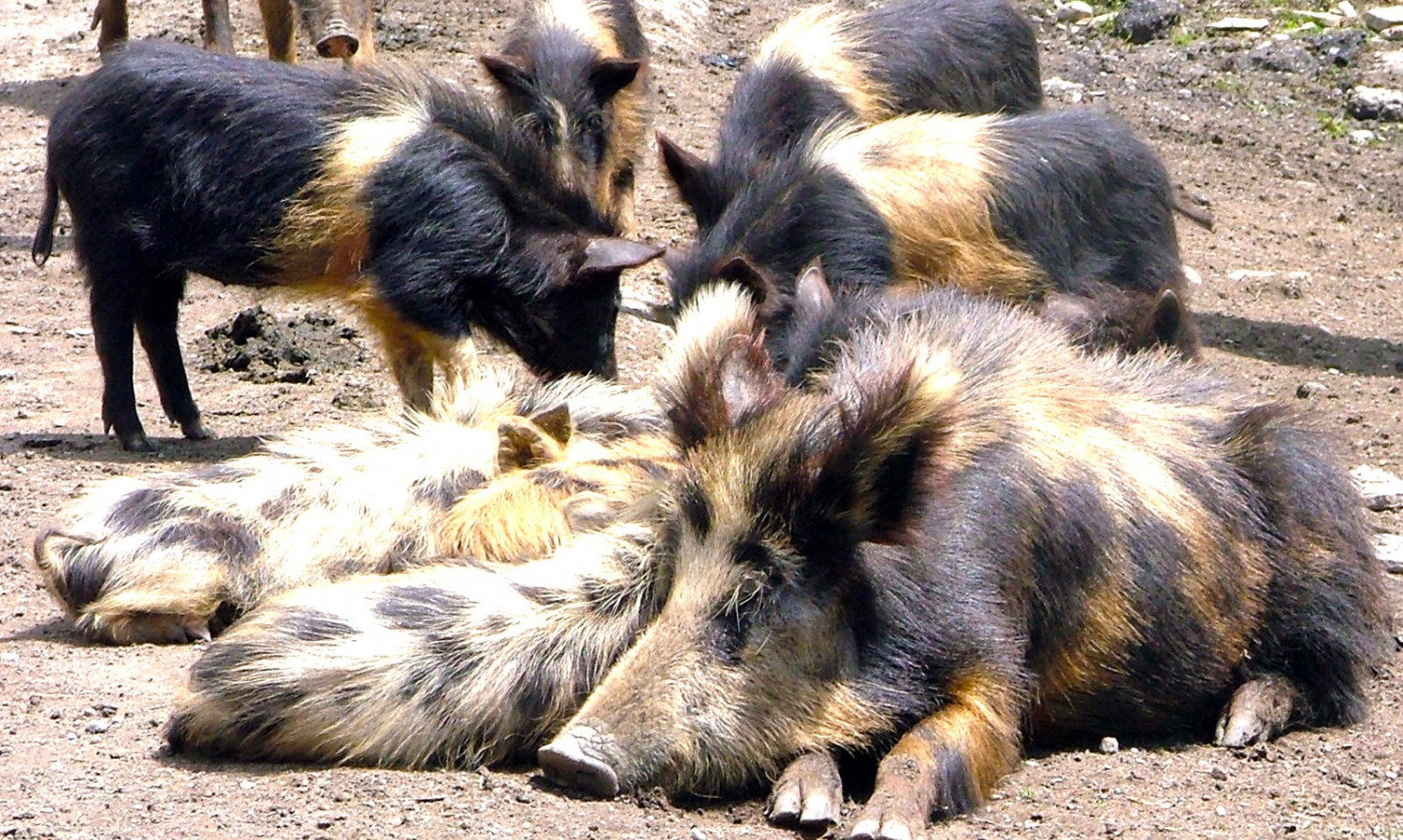 Сванские свиньи