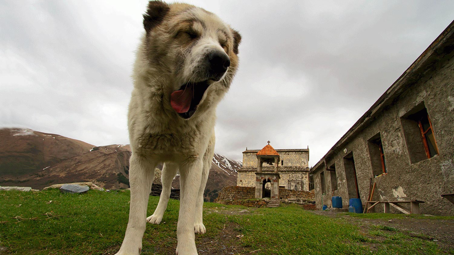 Stepantsminda, Kazbegian Shepherd