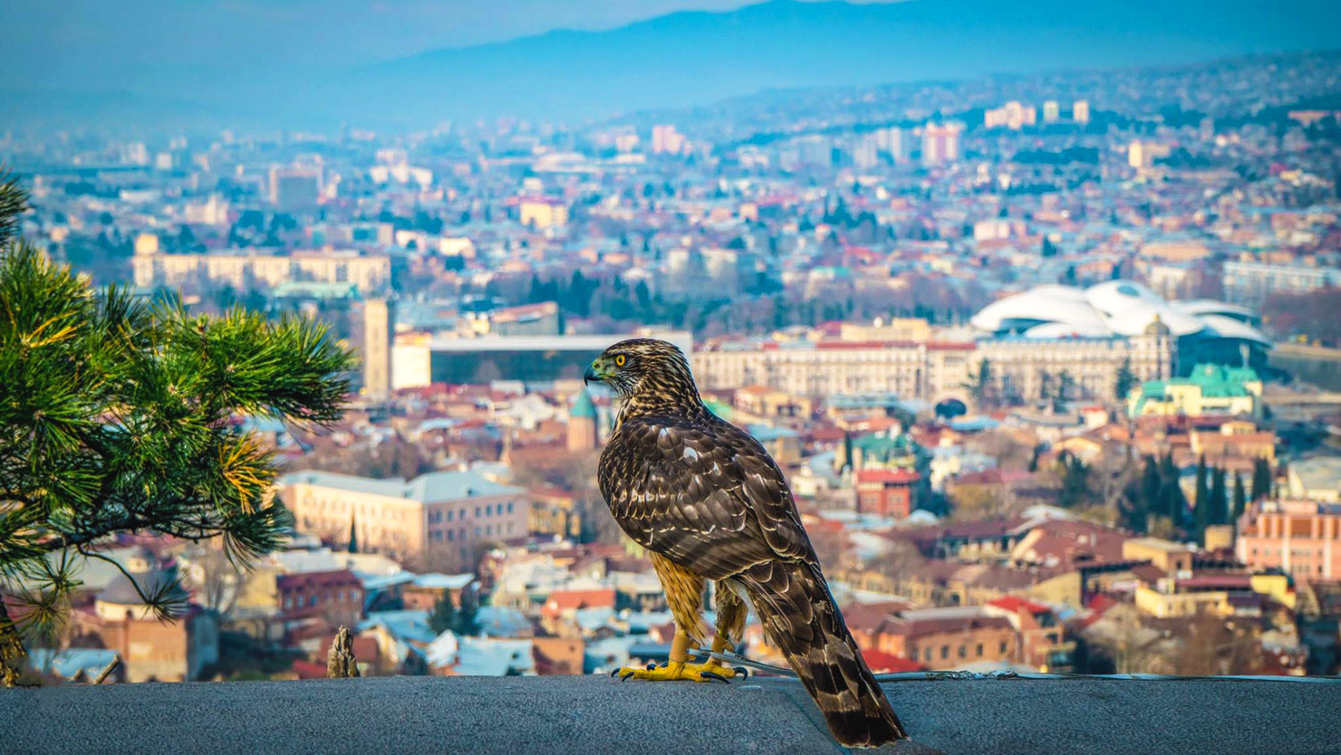 Панорама Тбилиси