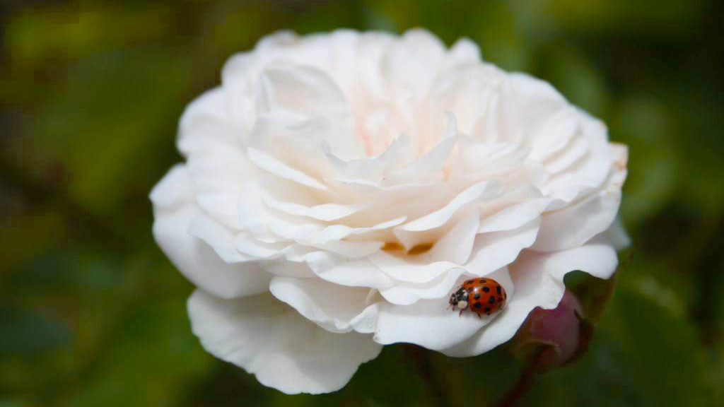 Weiße Rose und Marienkäfer im botanischen Garten von Batumi
