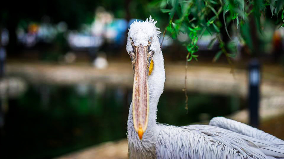 Storch vom Batumi Boulevard, Georgia