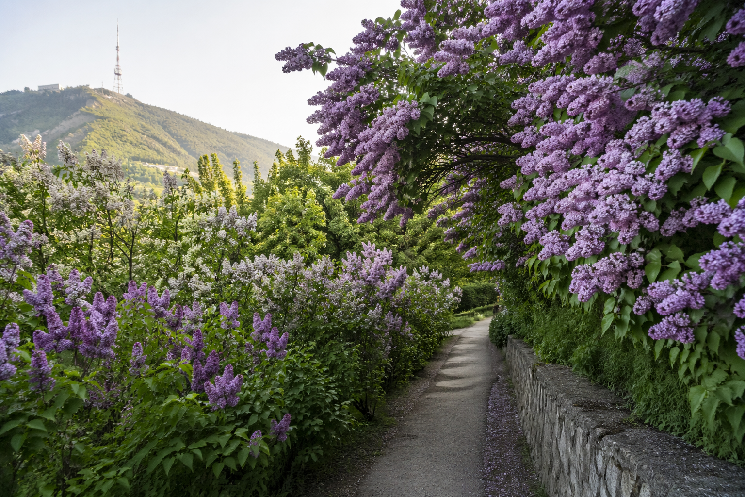 Lilac Bloom in Tbilisi Botanical Garden: A Spring Fairy Tale