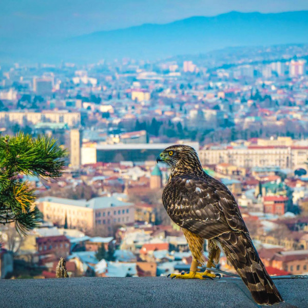 Halbtägige Tbilisi Tour