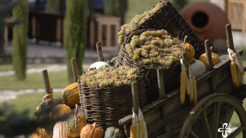 Harvest in Kakheti, Georgia