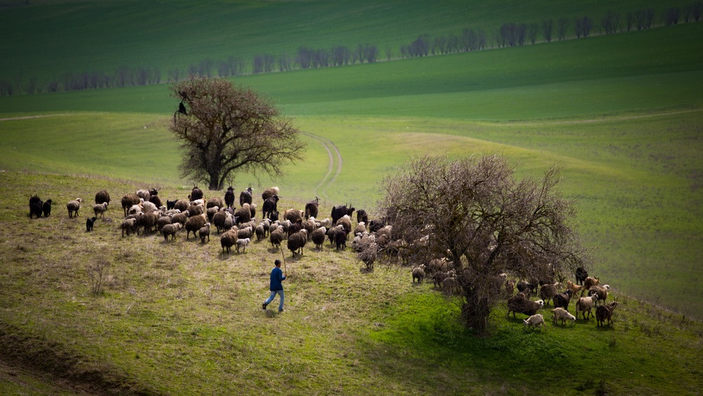 Shepherds in Vashlovani