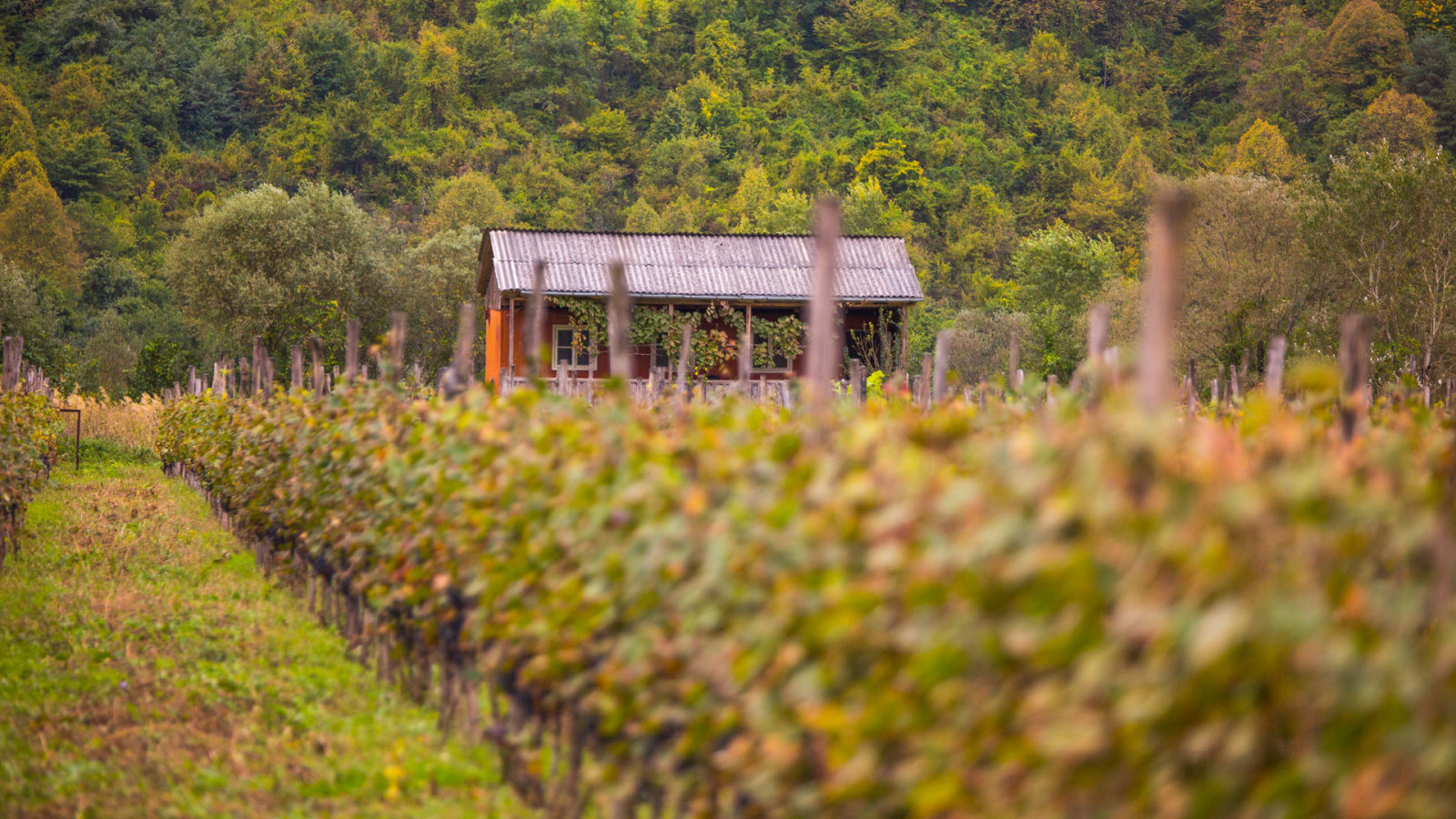 Royal Khvanchkara wineyard