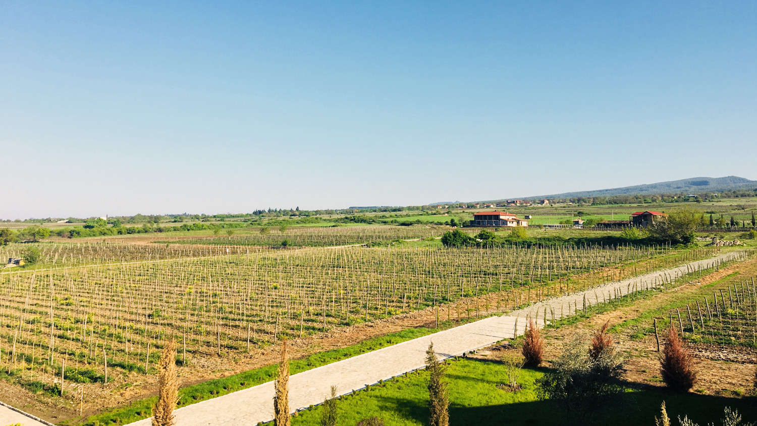 Mosmieri vineyard