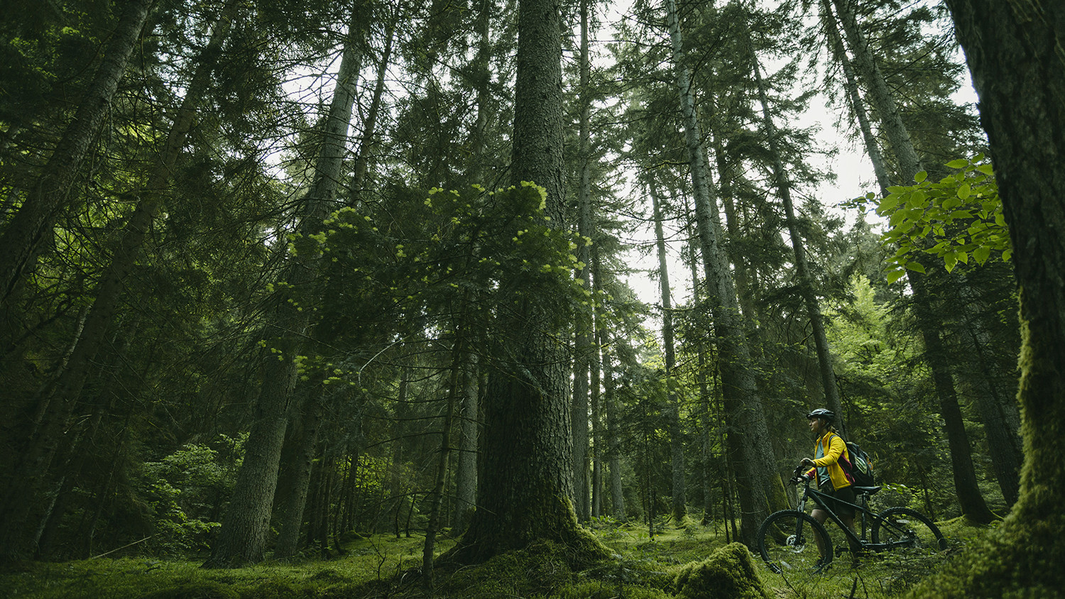 Feel the Calm of Borjomi