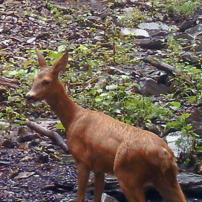 Batsara-Babaneuri Protected Areas