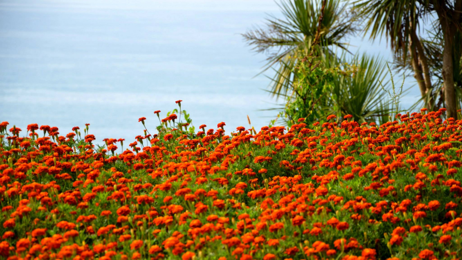 Batumi Botanical Garden