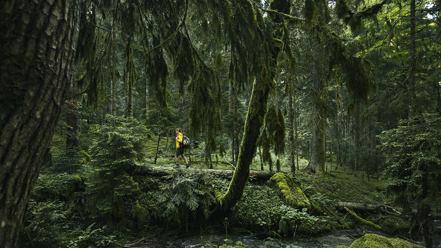 Borjomi-Kharagauli National Park