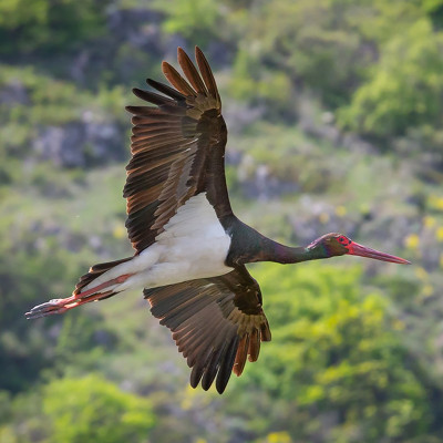 Vashlovani National Park