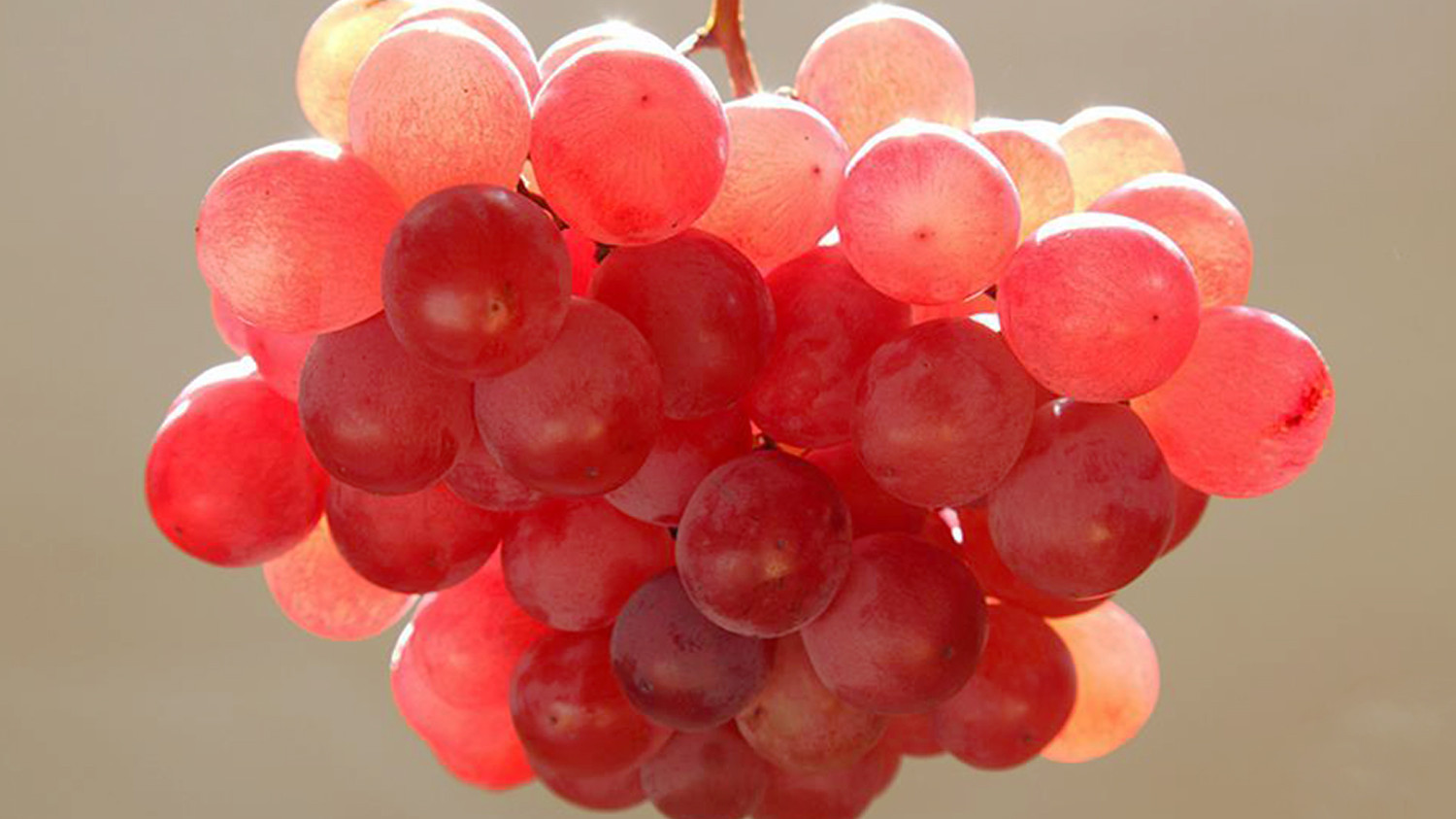 Out of 2000 grape varieties 500 are from Georgia