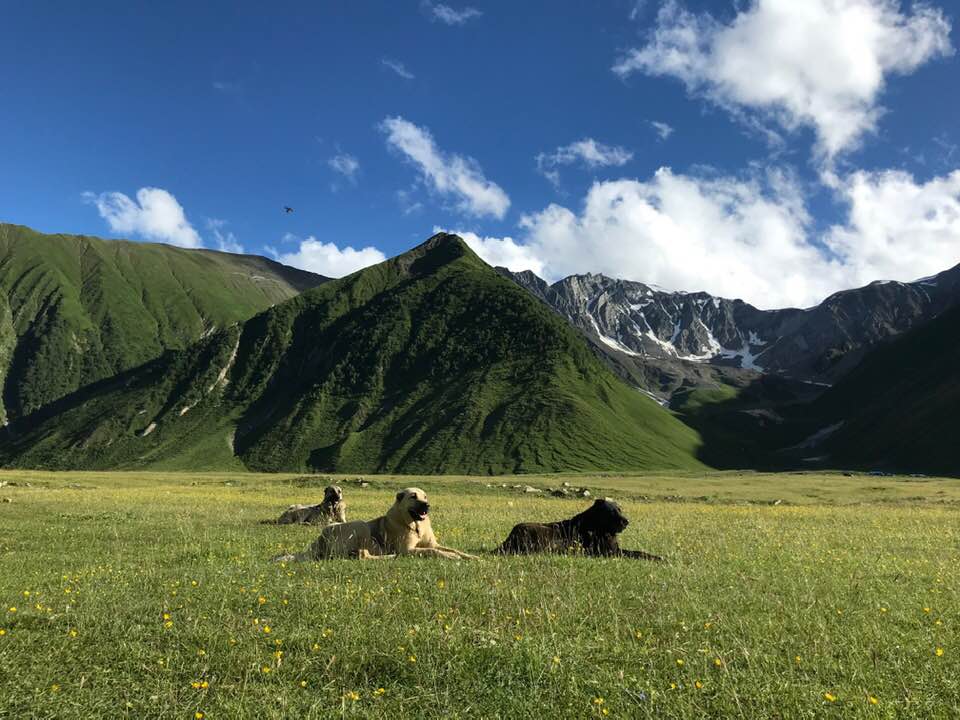From Tbilisi to the Mountains: A 7-Day Georgian Adventure