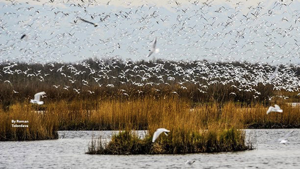 Birds, Paliastomi Lake, Georgia