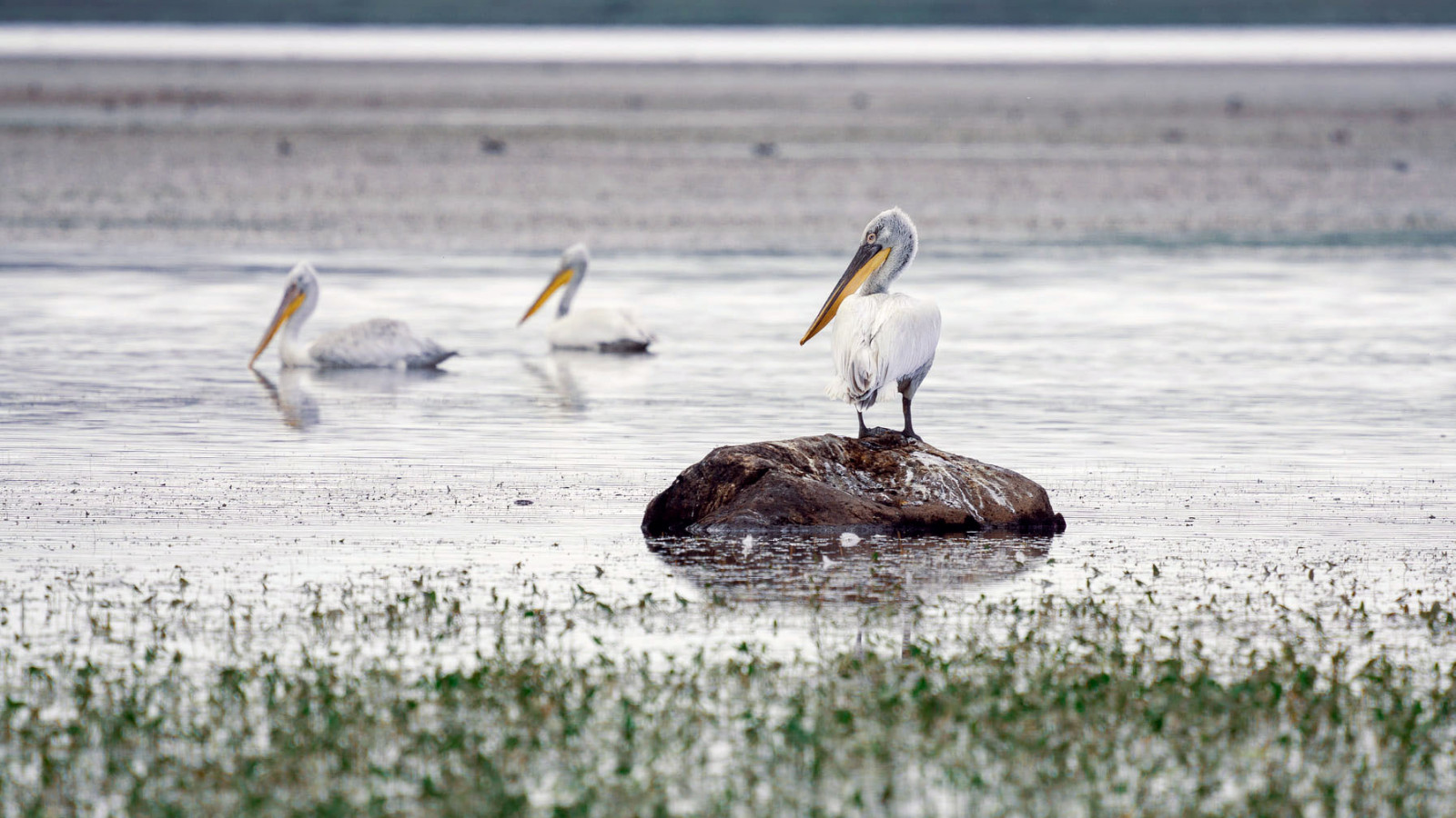 Pelicans, Javakheti, Georgia by Shermazana