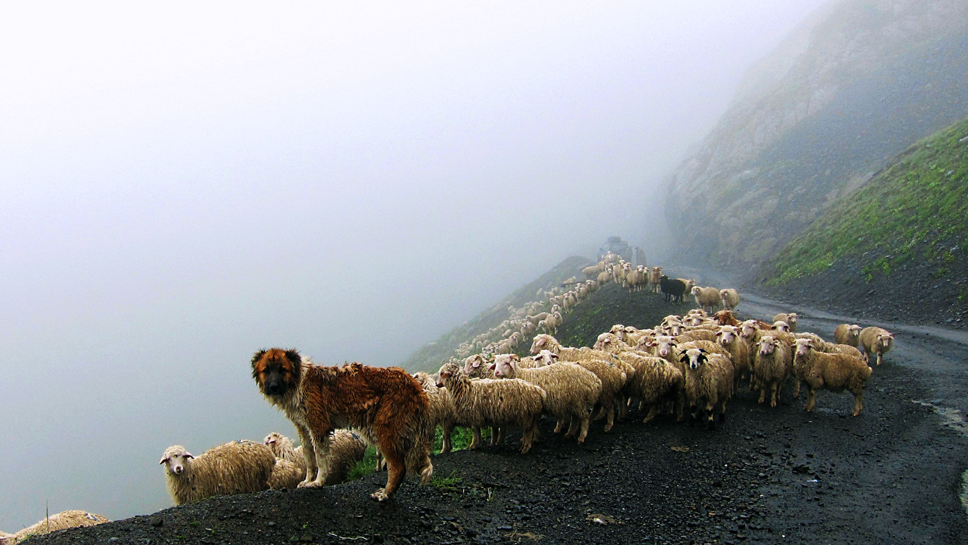 Traffic on the misty mountain road, Tusheti