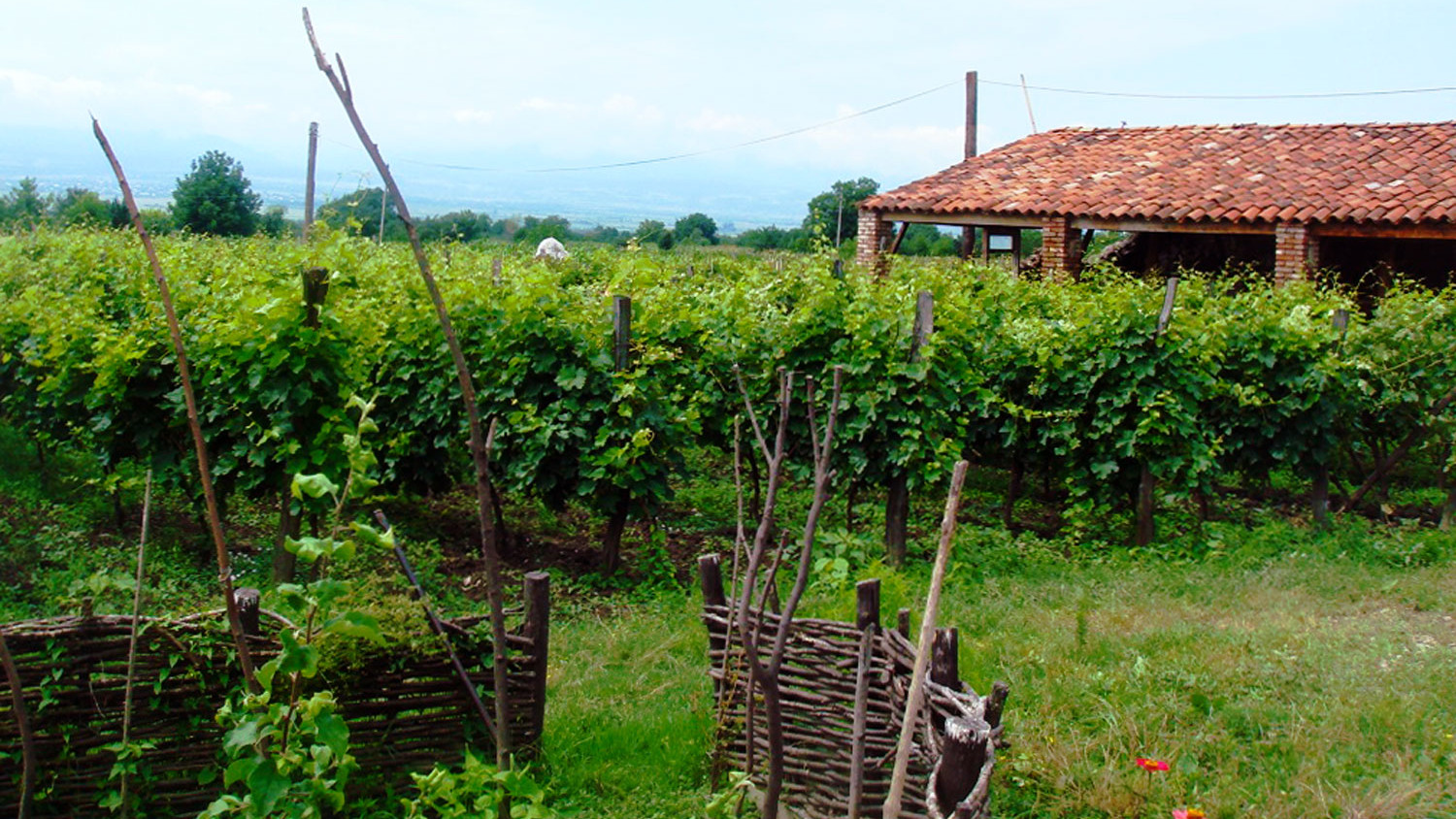 Napareuli winery