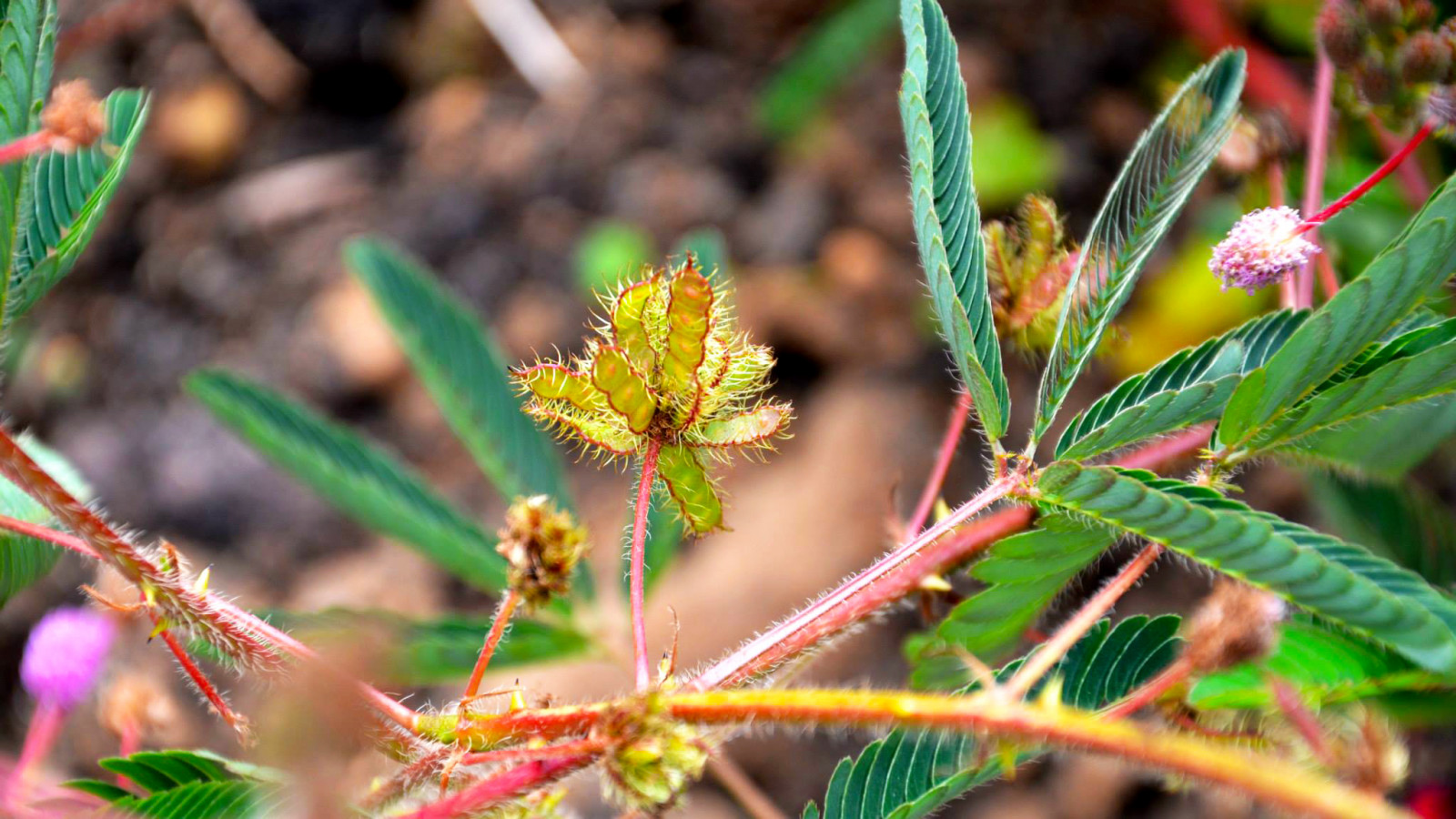 Mimosa pudica, Батумский ботанический сад