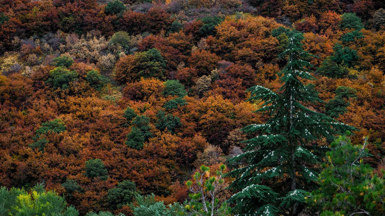 Autumn in woods around Turtle Lake