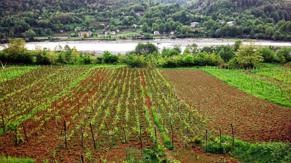 Royal Khvanchkara Wineyards, Racha, Georgia